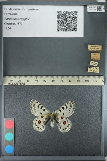 Media type: image;   Entomology 174778